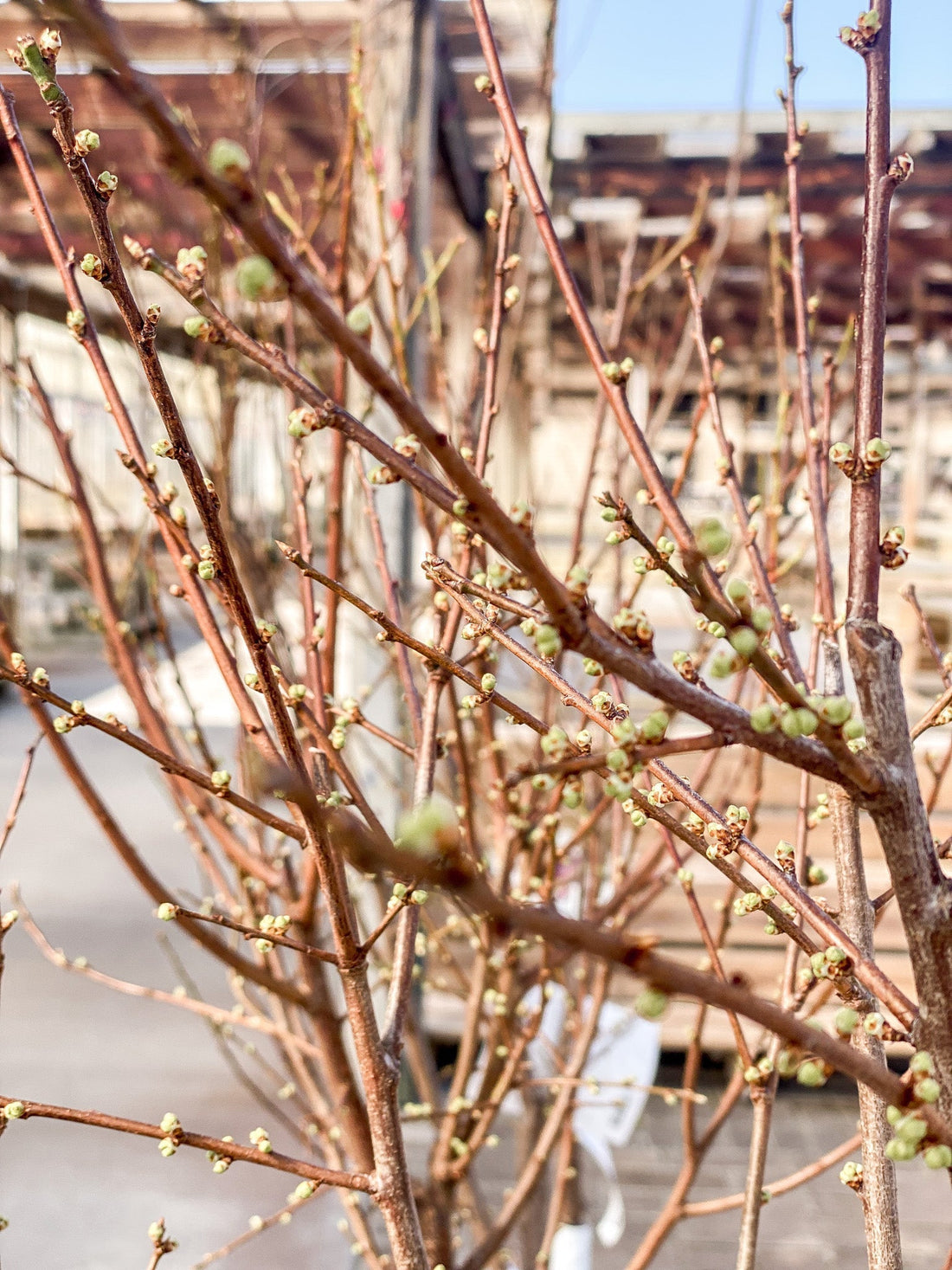 Plant Now, Snack Later: The Sweet Perks of Growing Your Own Fruit