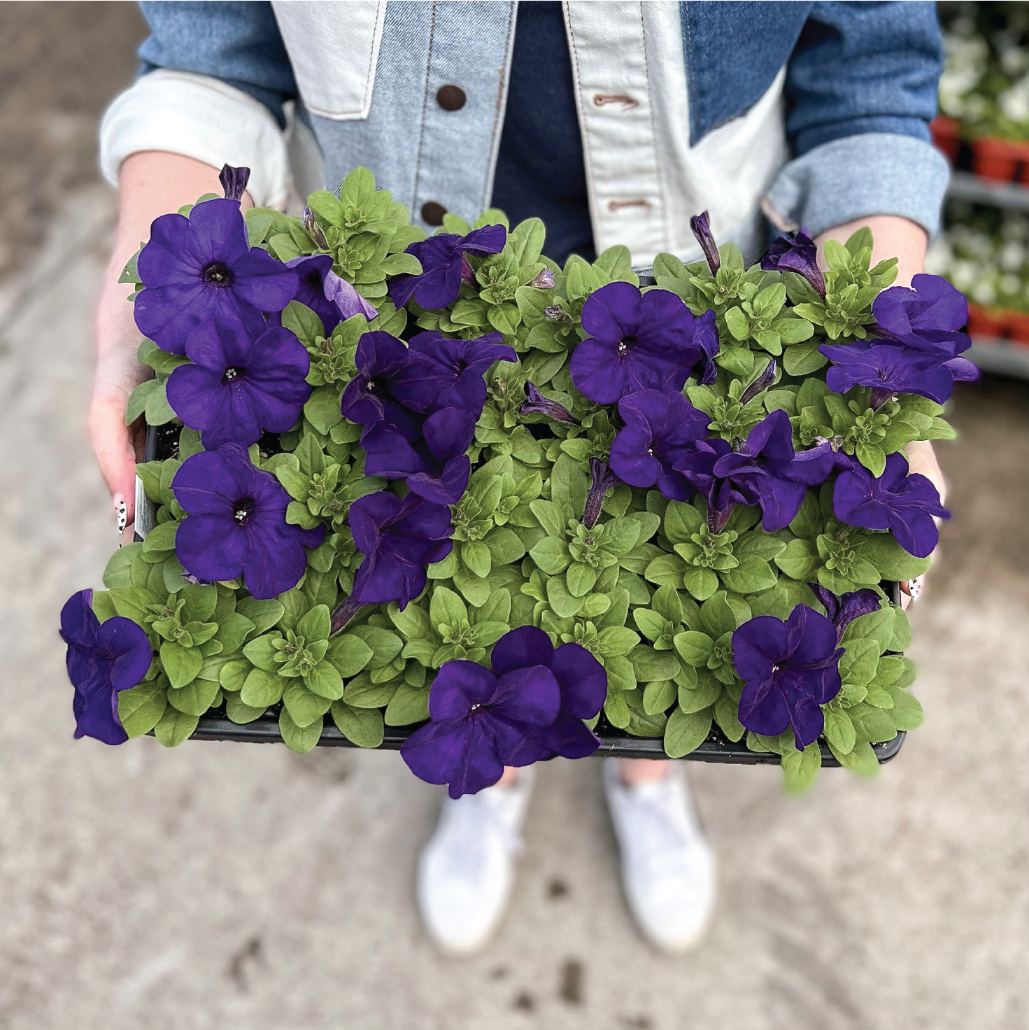 $1 Wave Petunias