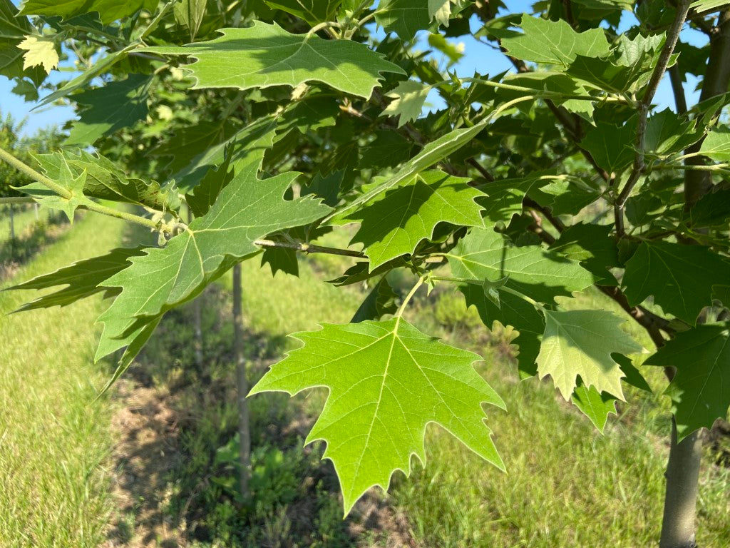 Trees