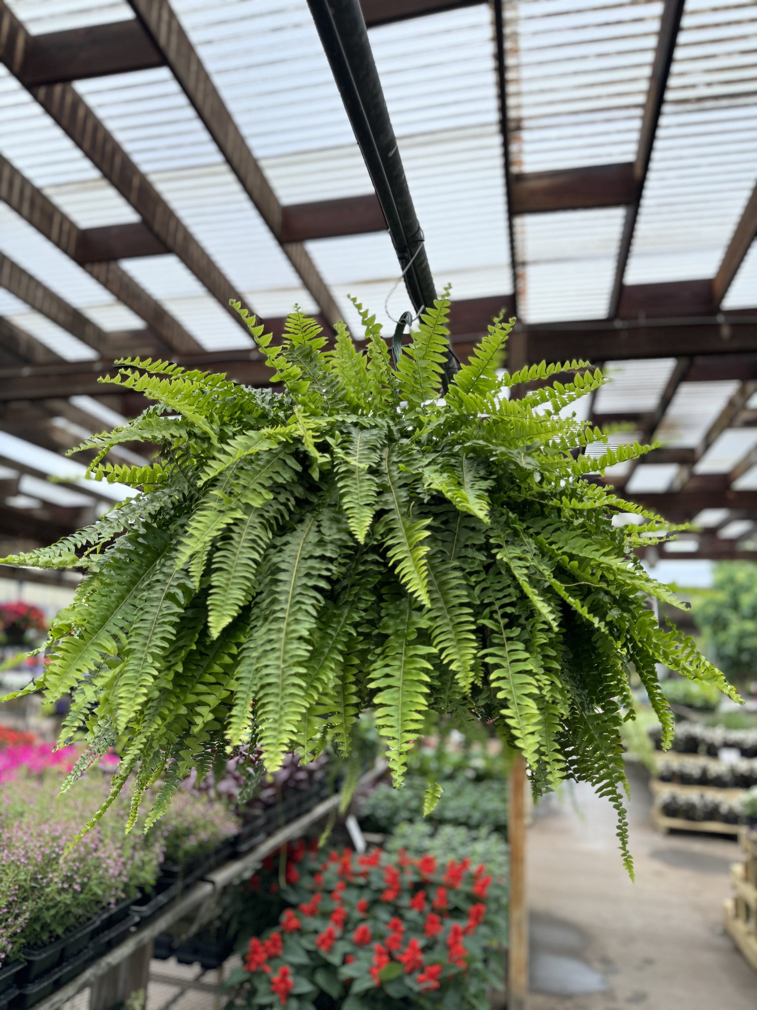 Berns Ferns - Boston Ferns