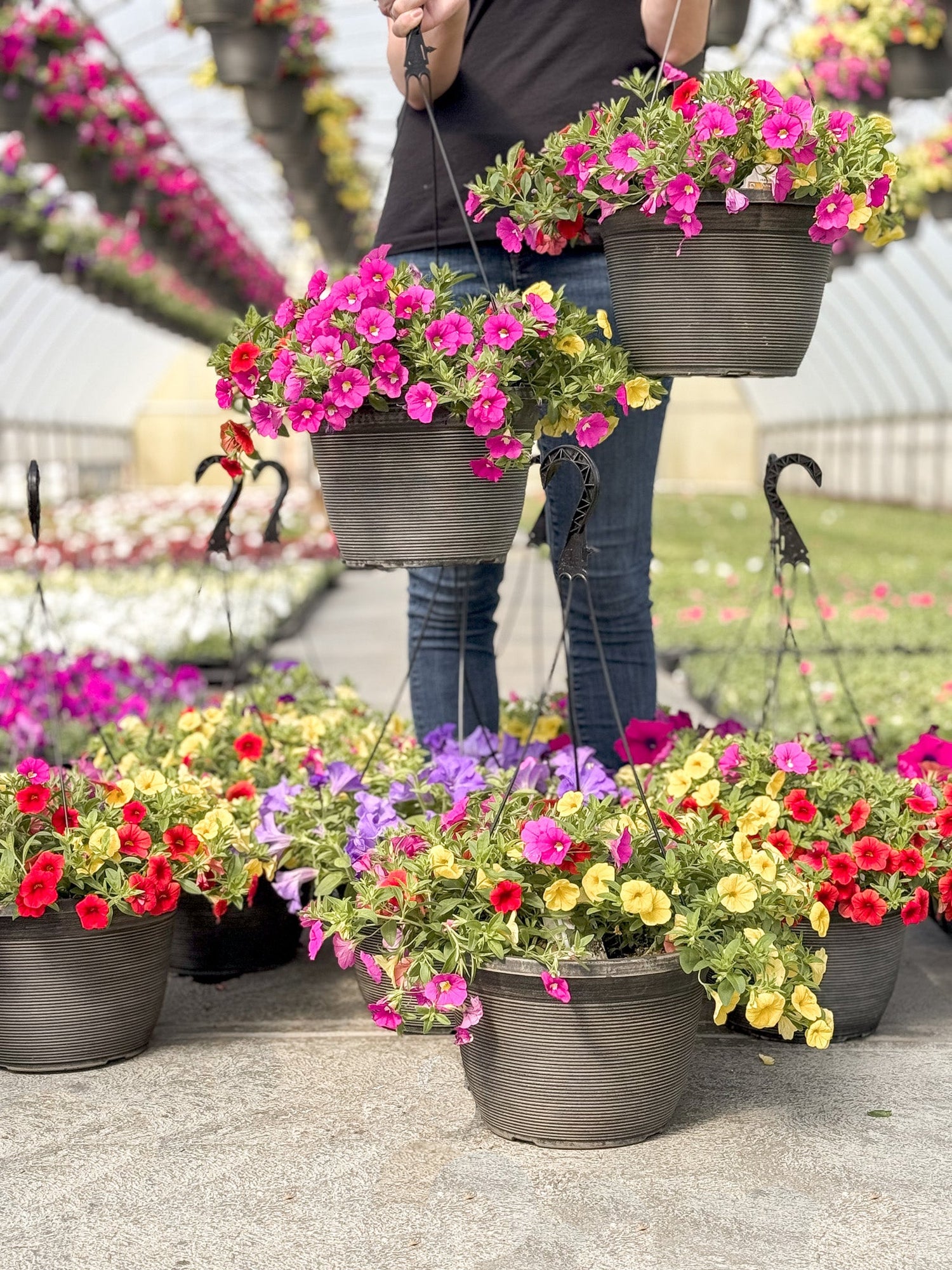 $12 Hanging Baskets