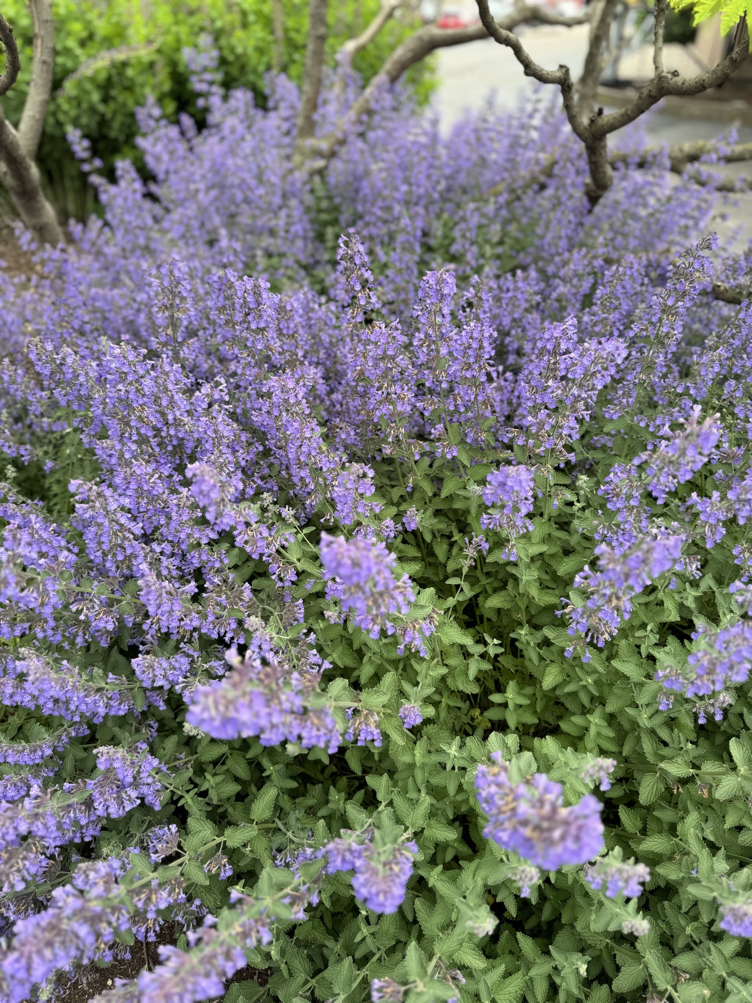 Walker's Low catmint, a shrub-like perennial with aromatic green foliage and showy blue-violet flowers