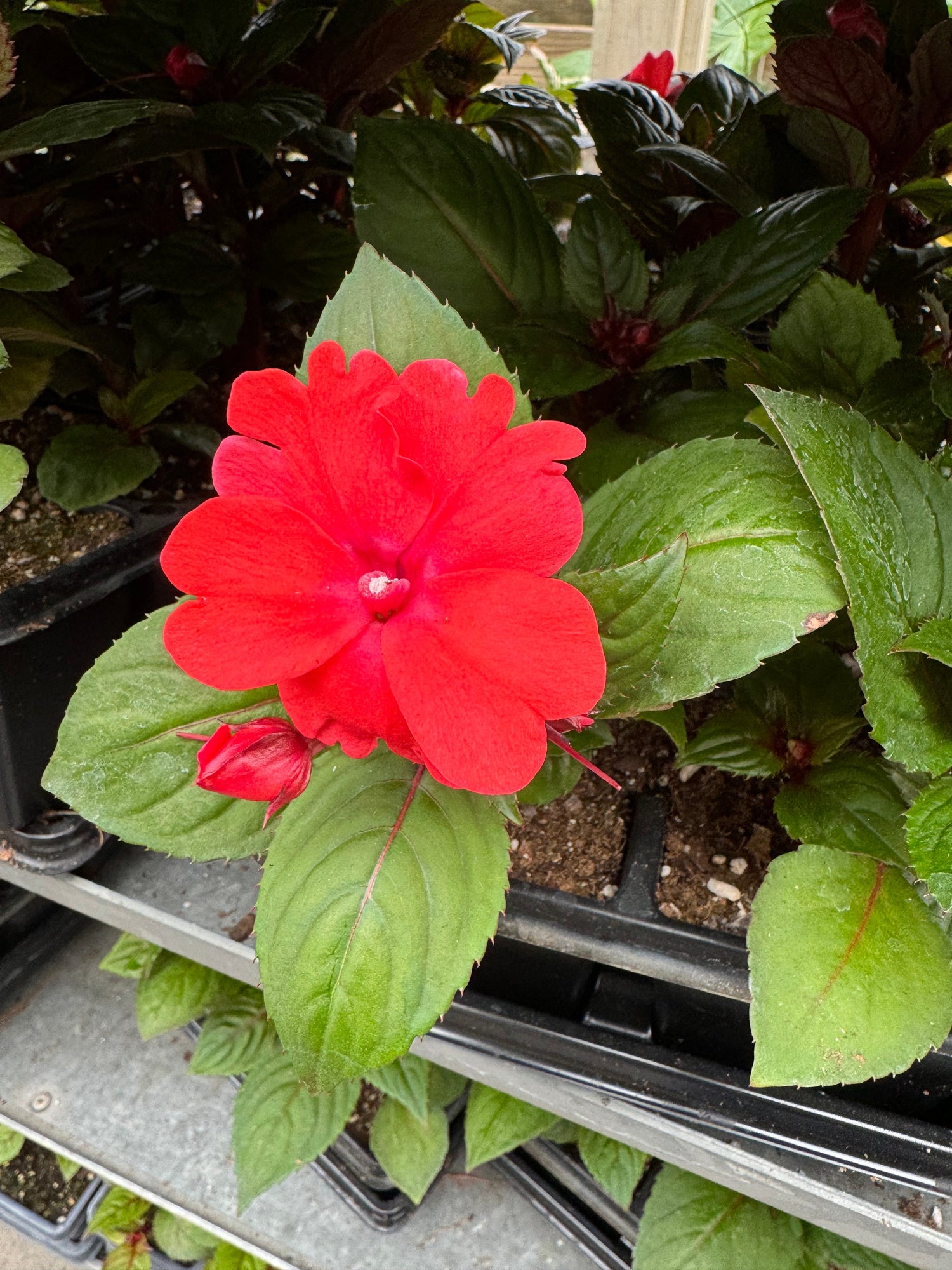 $1 Sun Impatiens