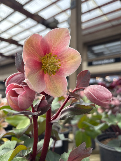 Helleborus | Pink Frost Lenten Rose