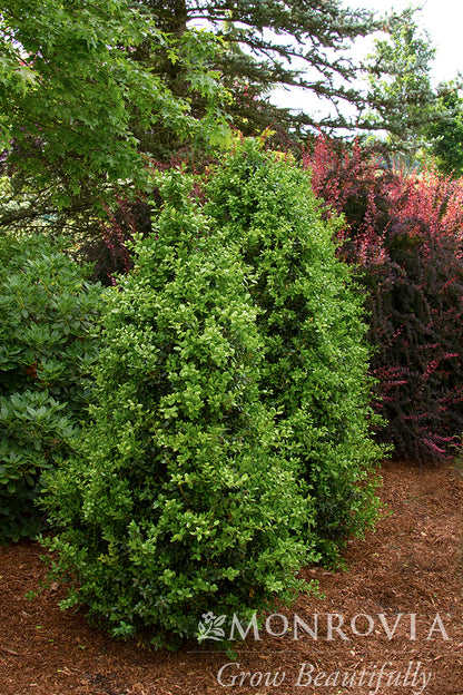 Buxus | Green Tower Boxwood