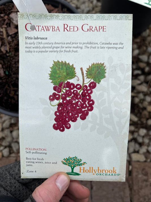 Vitis | Catawba Red Grape