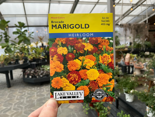 Tagetes | Marigold Seed