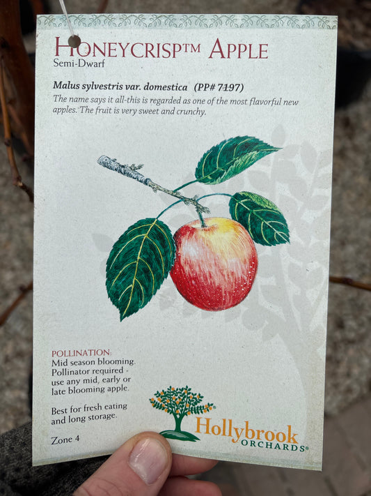 Malus | Honeycrisp Apple