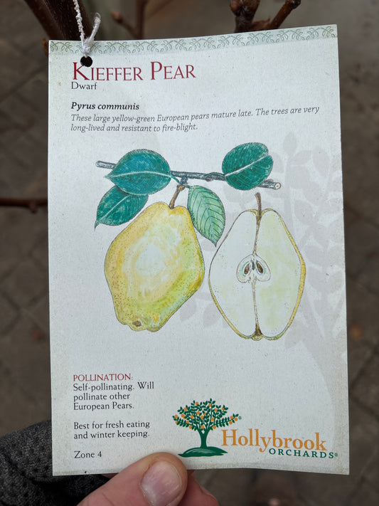 Pyrus | Kieffer Pear