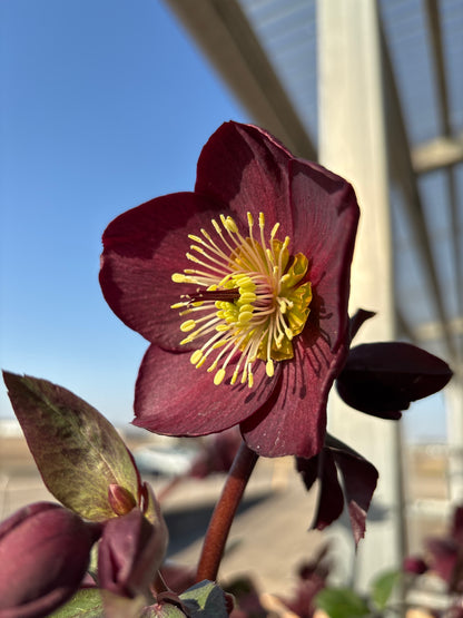 Helleborus | Ice N' Roses Lenten Rose