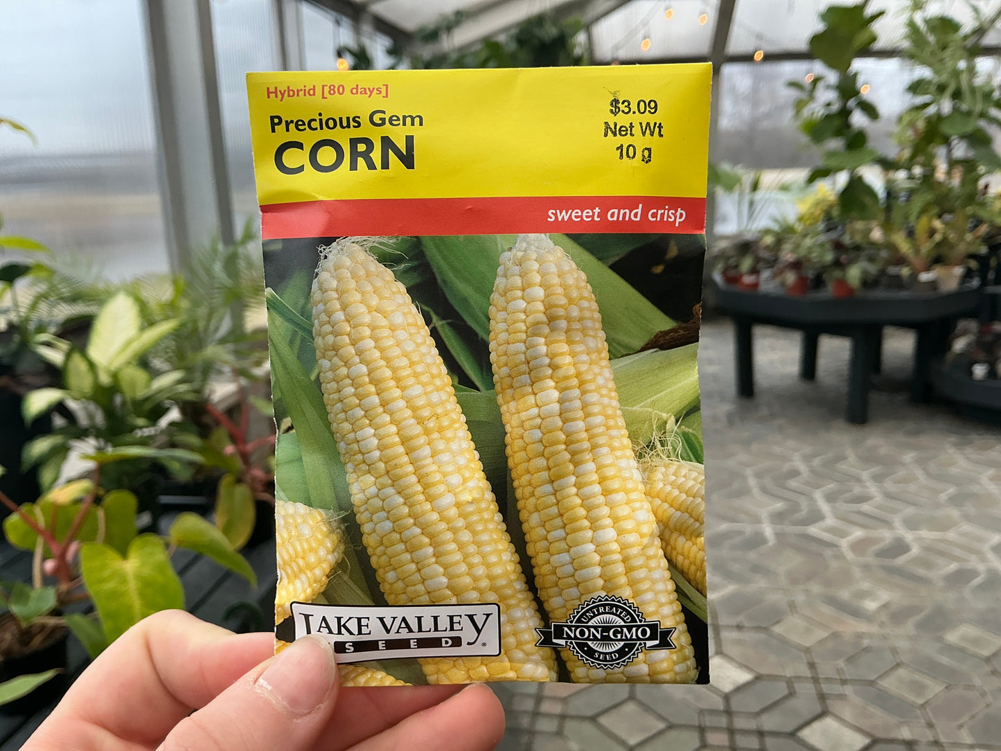 Zea | Sweet - Corn Seed