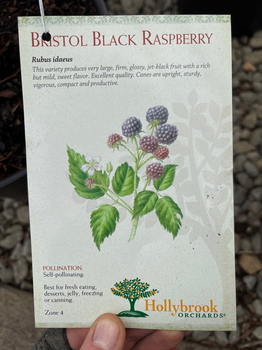 Rubus | Bristol Black Raspberry