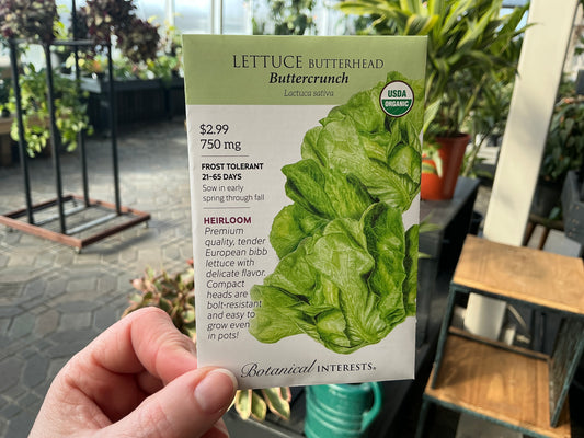 Lactuca | Butterhead - Lettuce Organic Seed