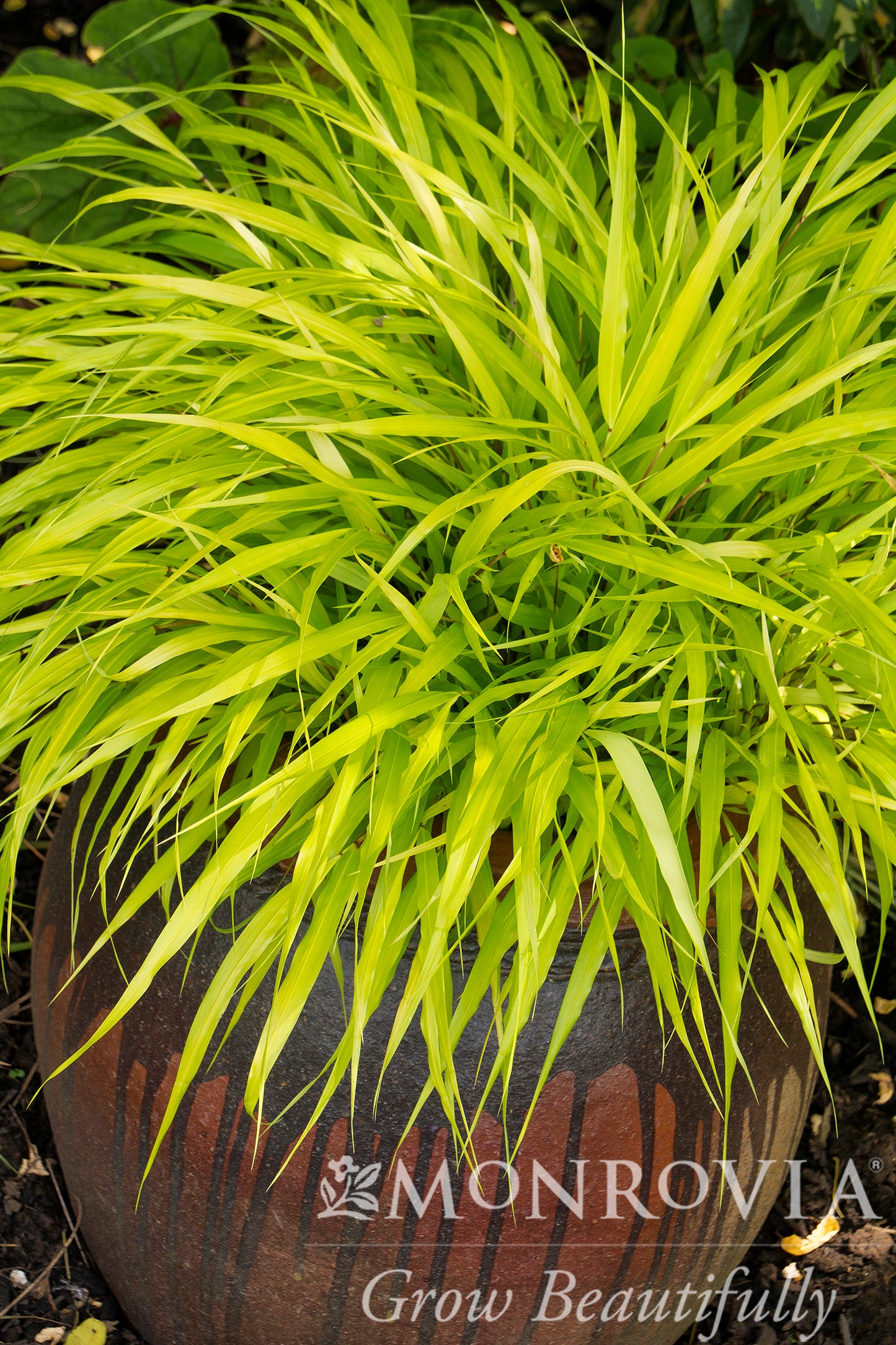 Hakonechloa | All Gold Japanese Forest Grass