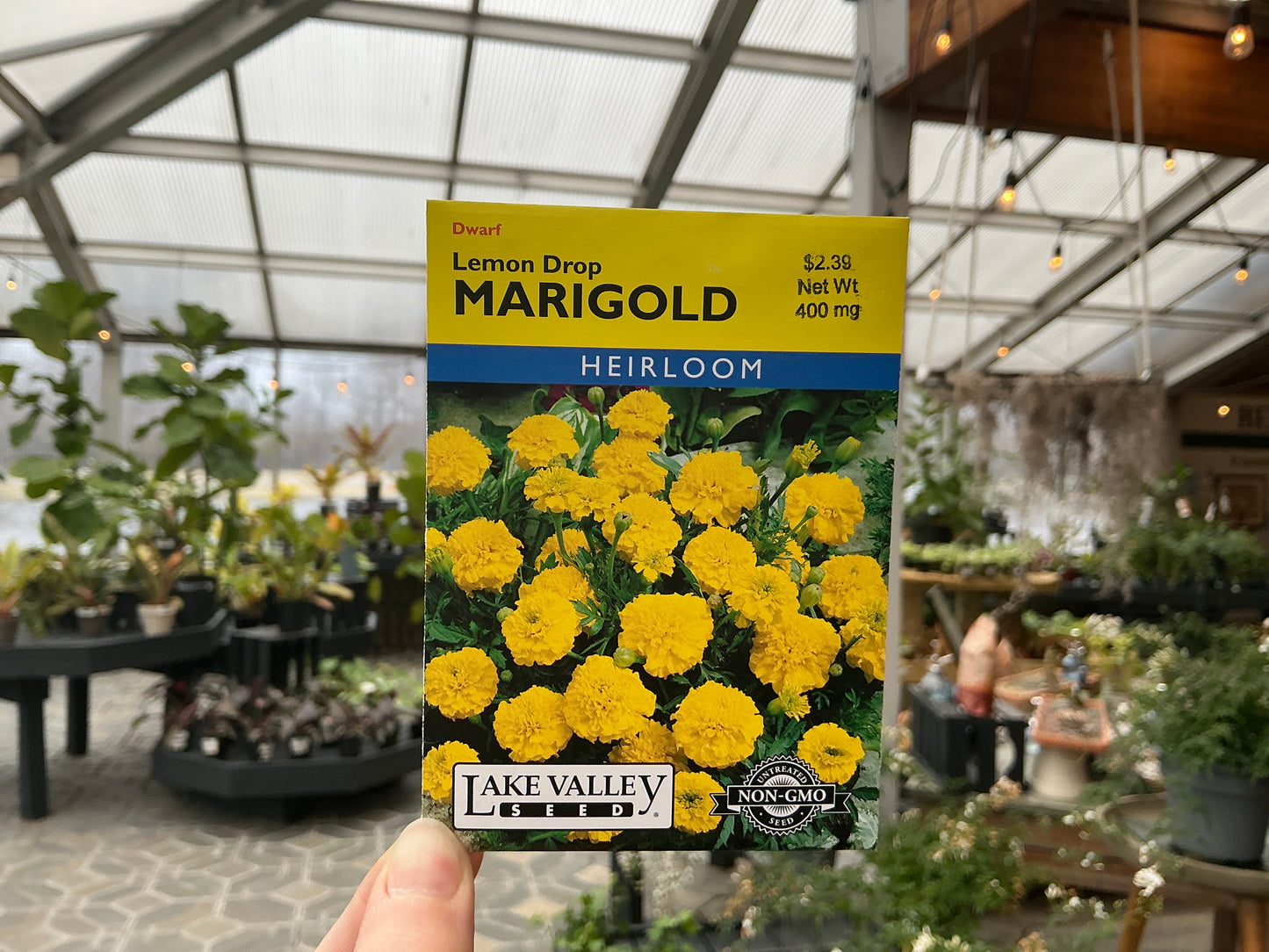 Tagetes | Marigold Seed