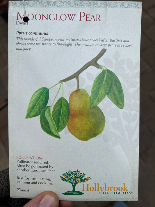 Pyrus | Moonglow Pear