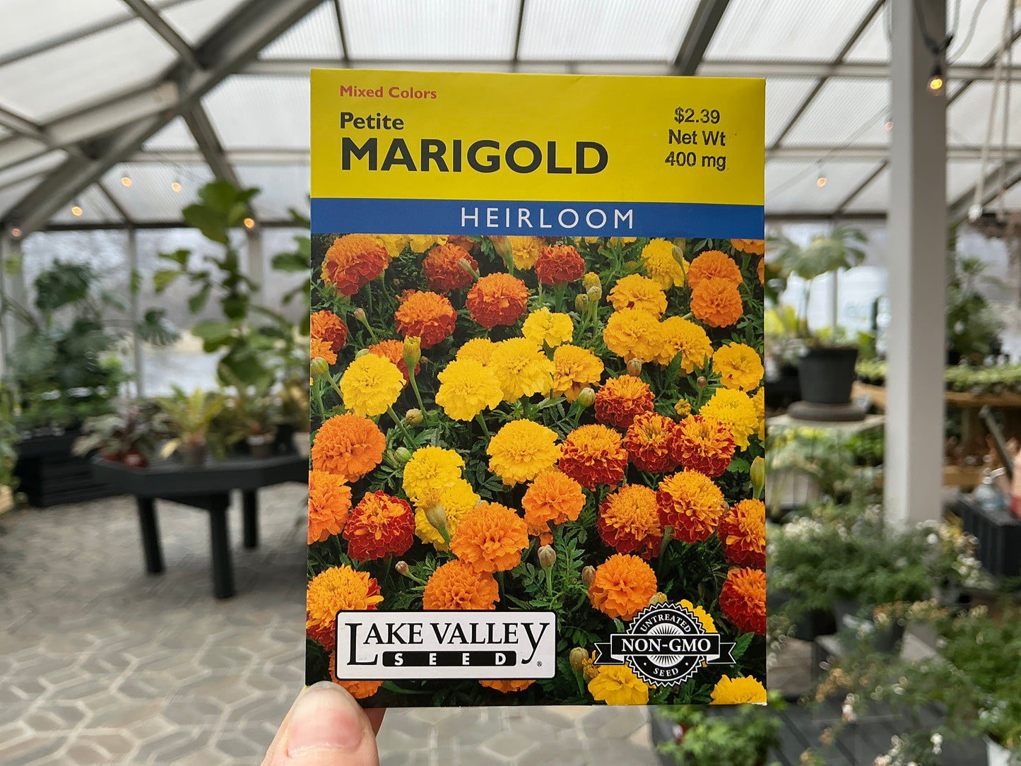 Tagetes | Marigold Seed