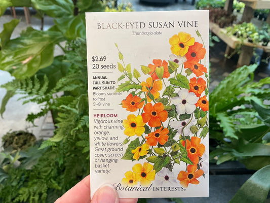 Thunbergia | Black-Eyed Susan - Vine Seed