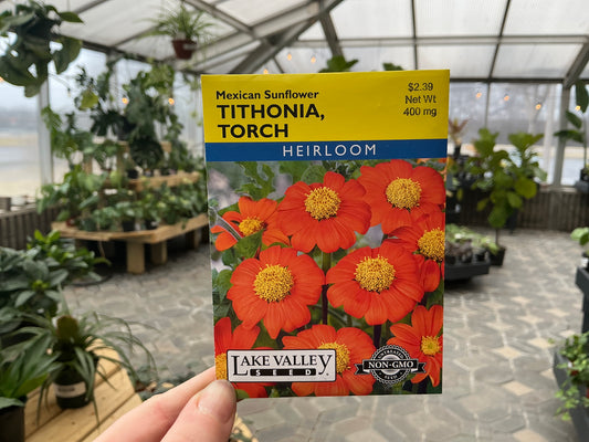 Tithonia | Mexican Sunflower Seed