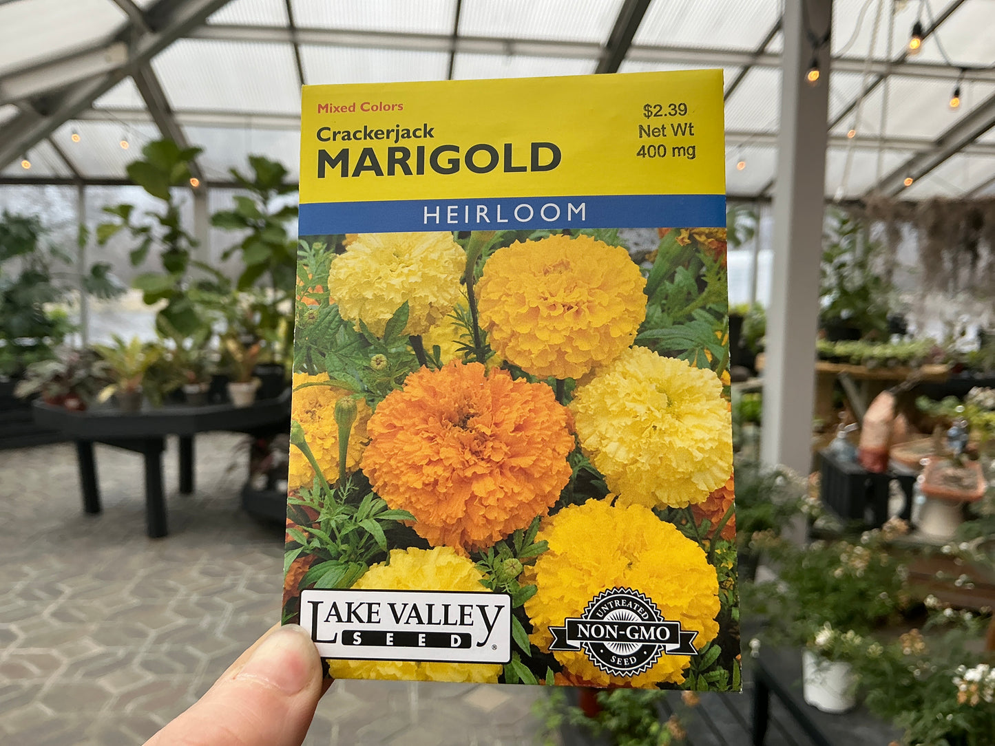 Tagetes | Marigold Seed