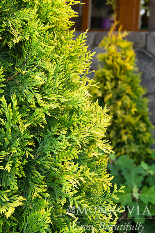 Thuja | Ember Waves Arborvitae