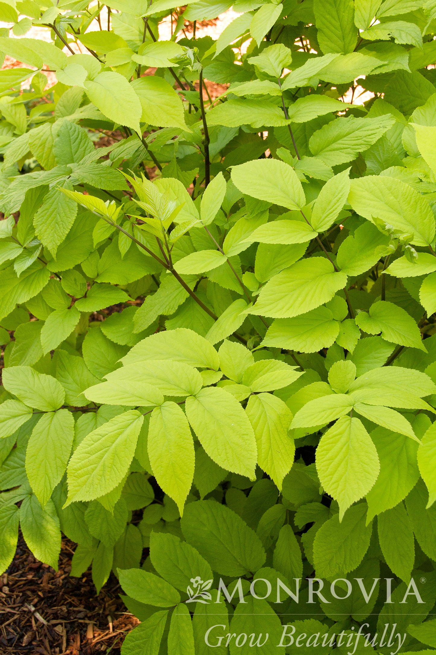 Aralia | Gotemba Aralia