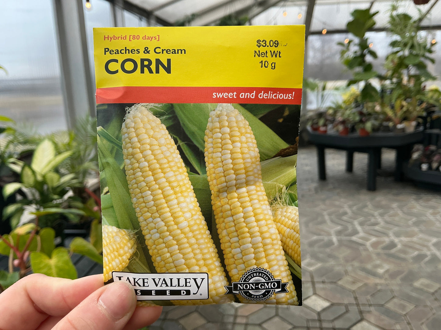 Zea | Sweet - Corn Seed