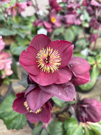 Helleborus | Ice N' Roses Lenten Rose