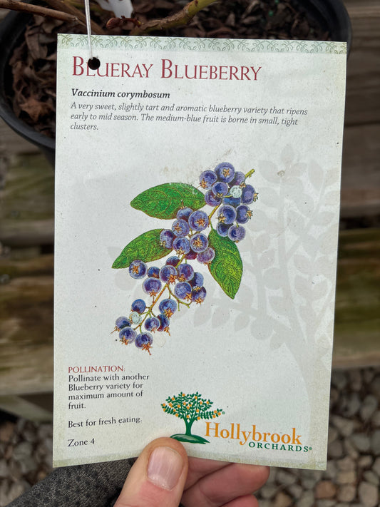 Vaccinium | Blueray Highbush Blueberry