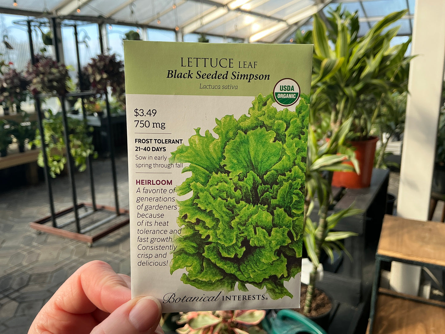 Lactuca | Leaf - Lettuce Organic Seed