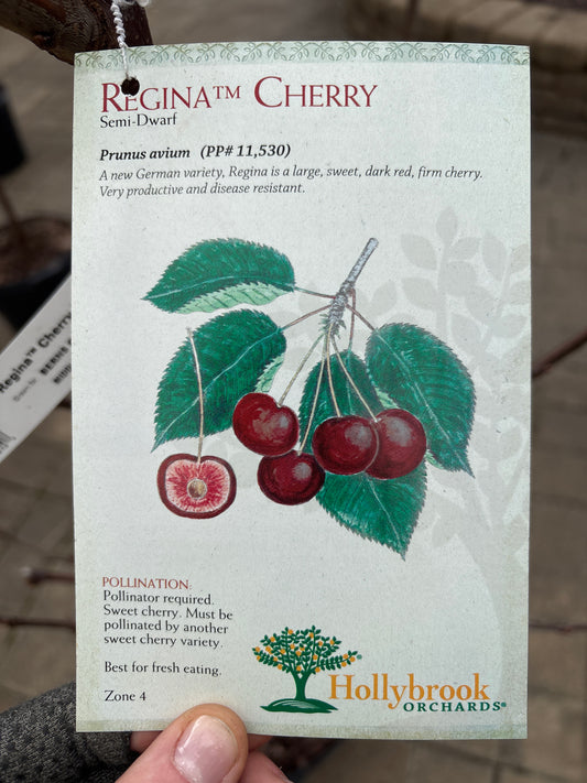 Prunus | Regina Sweet Cherry