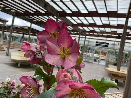 Helleborus | Ice N' Roses Lenten Rose