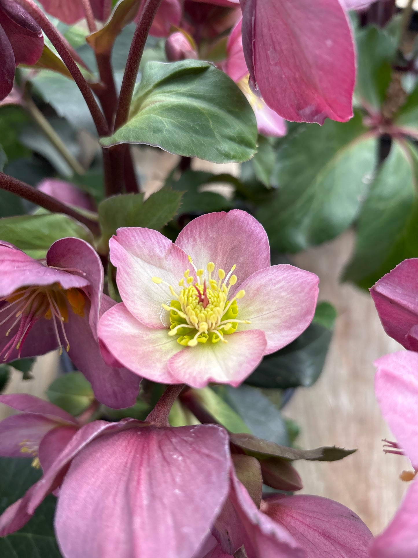 Helleborus | Ice N' Roses Lenten Rose