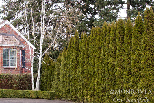 Thuja | Emerald Green Arborvitae