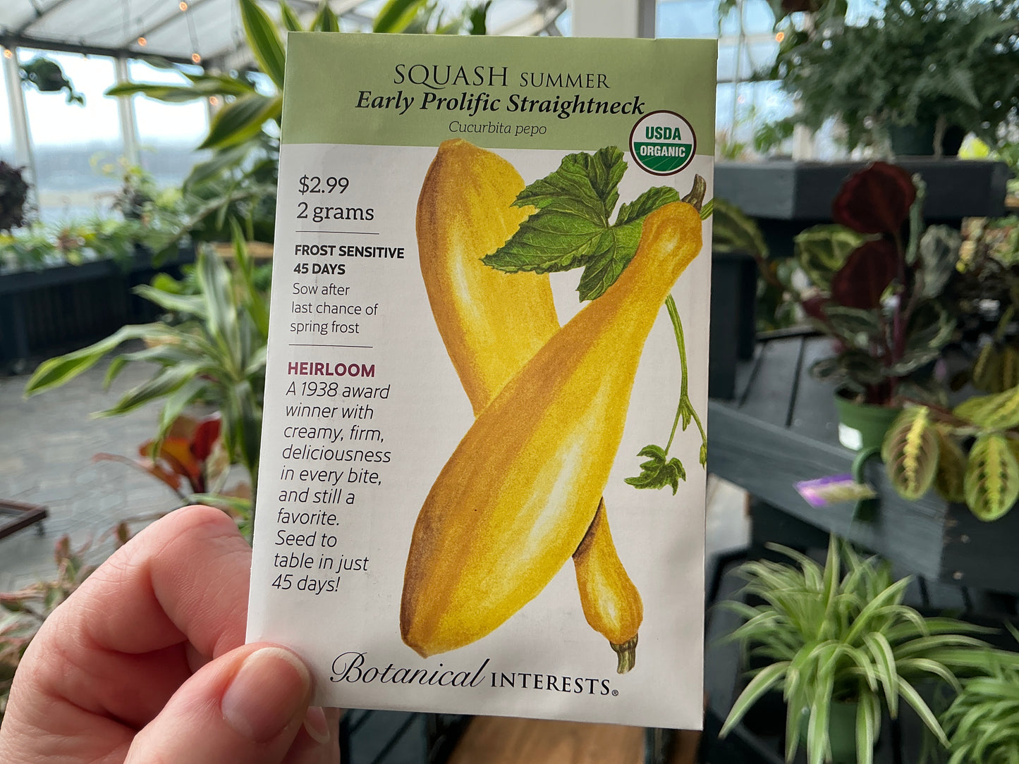 Cucurbita | Summer - Squash Organic Seed