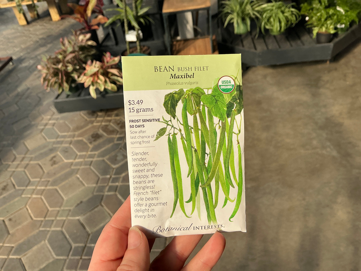 Phaseolus | Bush Filet - Bean Organic Seed