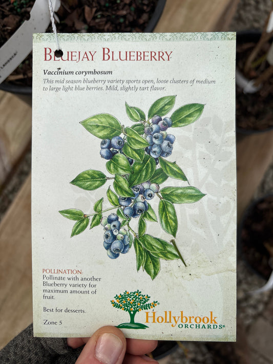 Vaccinium | Blue Jay Highbush Blueberry