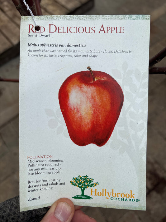 Malus | Red Delicious Apple