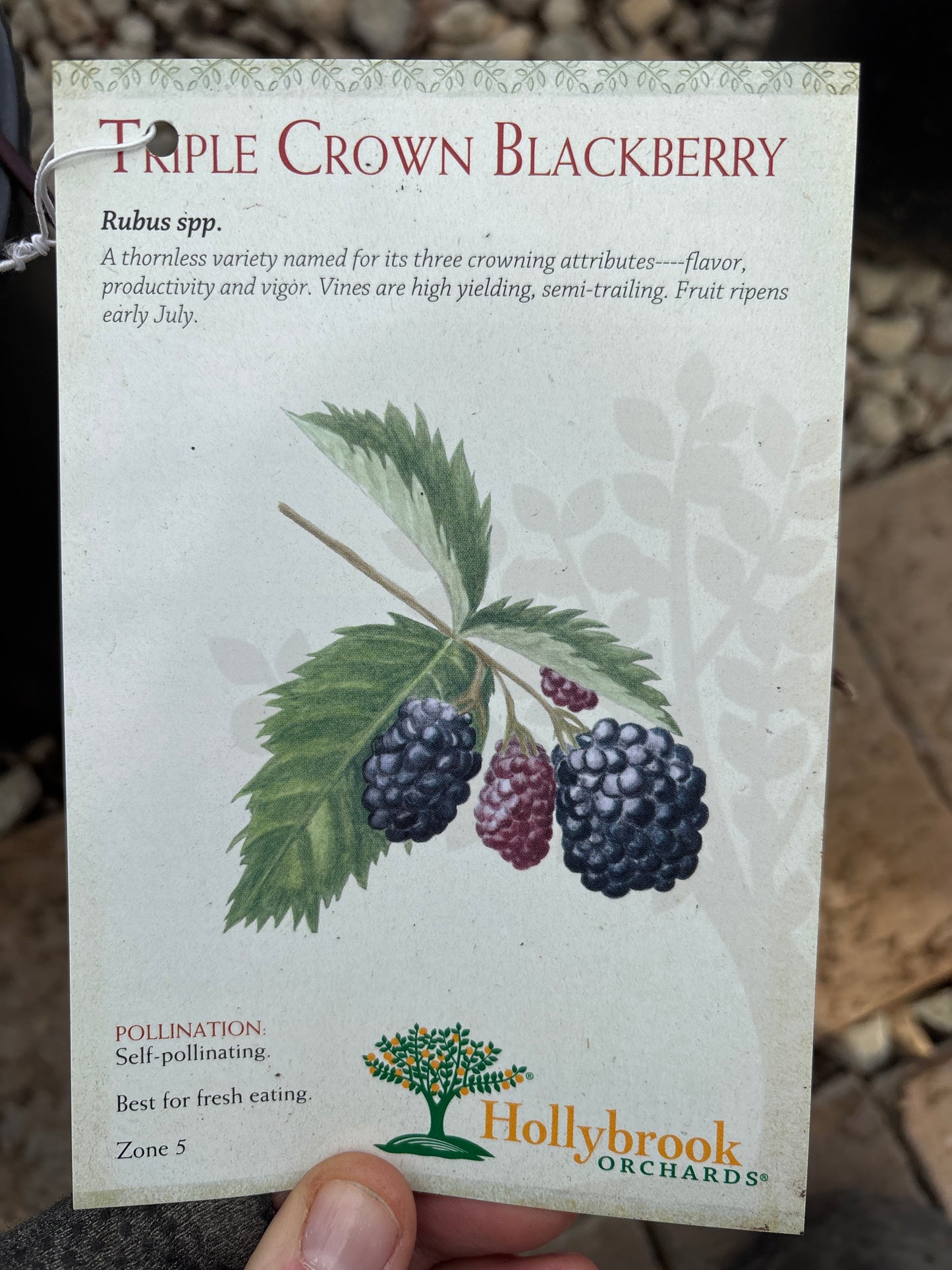 Rubus | Triple Crown Blackberry