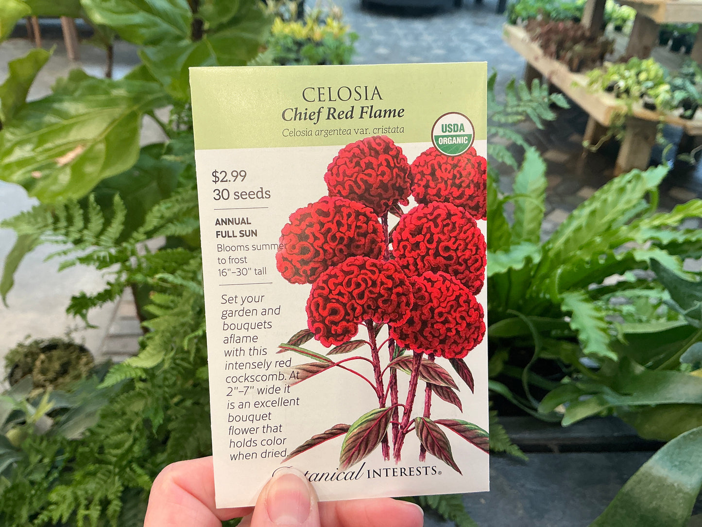 Celosia | Celosia Organic Seed