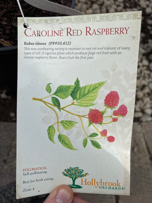 Rubus | Caroline Red Raspberry