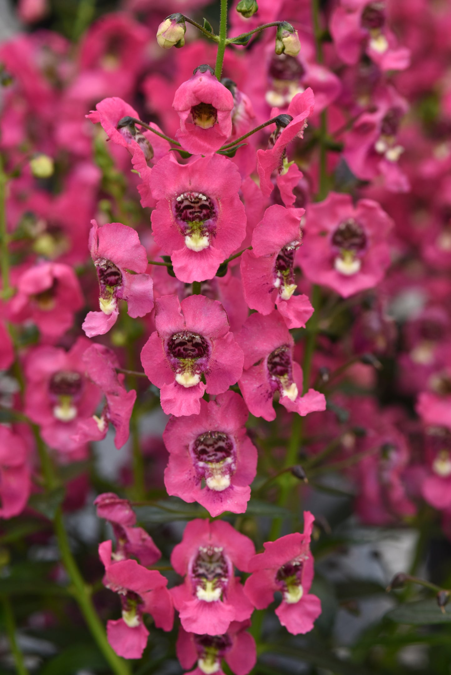 Angelonia | Archangel Angelonia