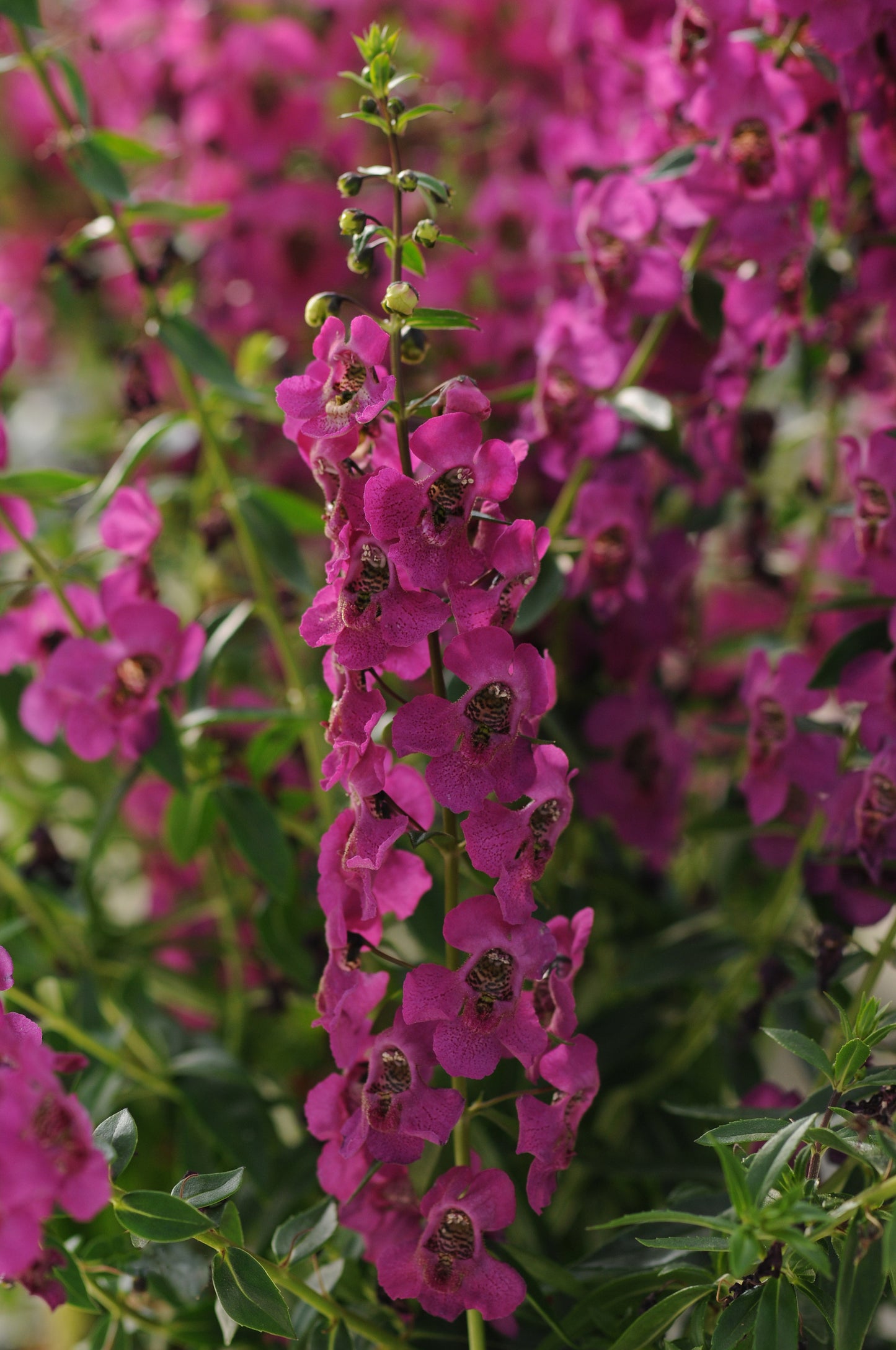 Angelonia | Archangel Angelonia