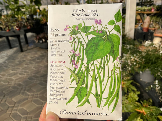 Phaseolus | Bush - Green - Bean Organic Seed