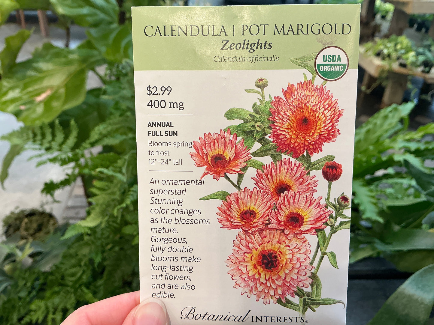 Calendula | Pot Marigold Organic Seed