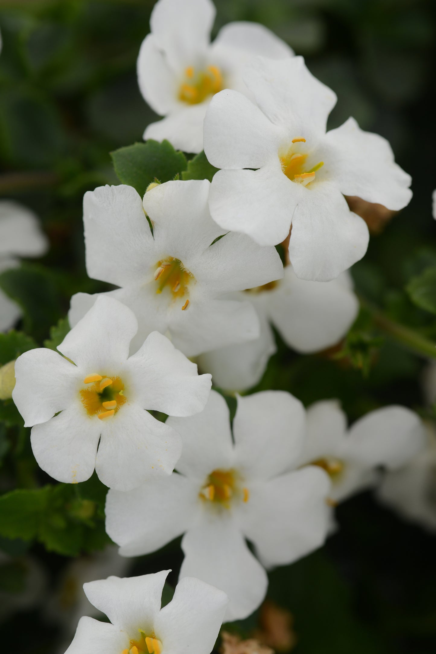 Bacopa | Megacopa Bacopa