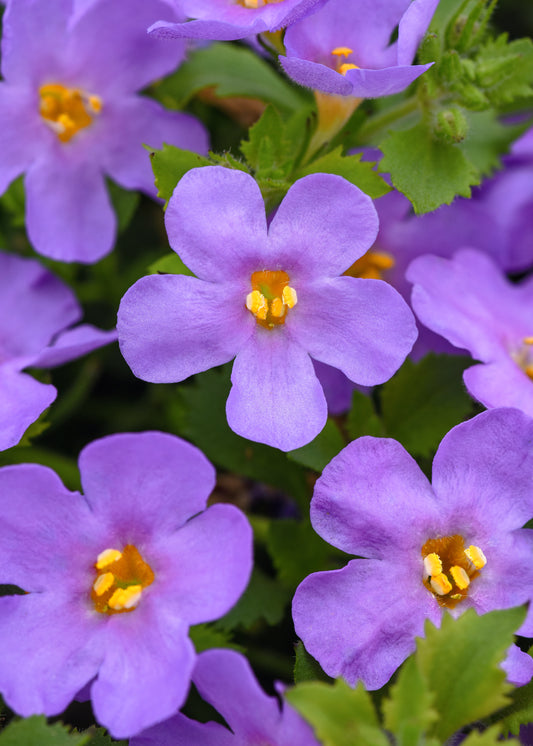 Bacopa | Megacopa Bacopa