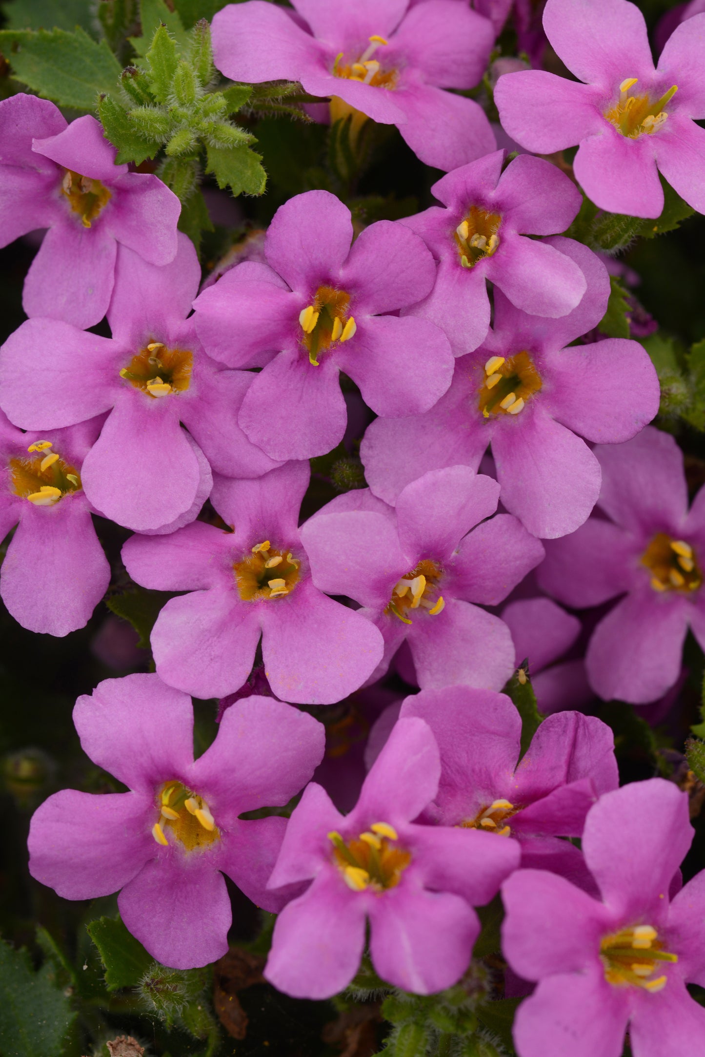 Bacopa | Megacopa Bacopa