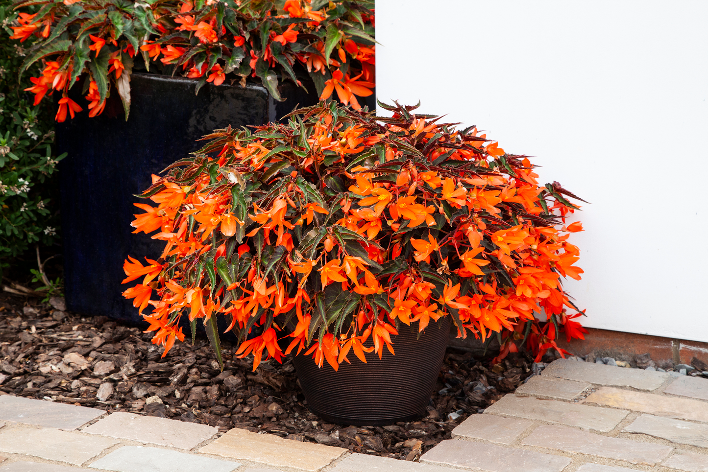 Begonia | Begonia Hanging Basket