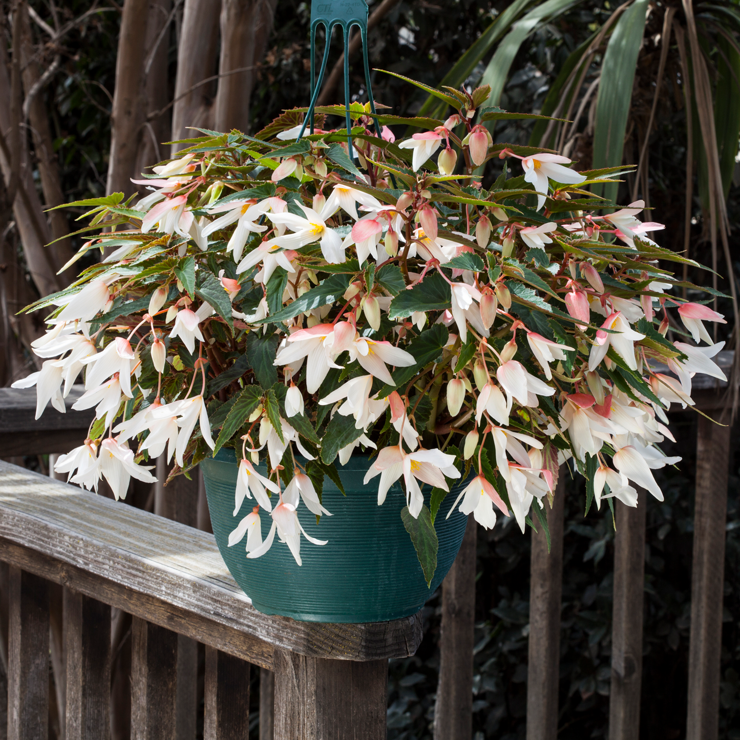 Begonia | Begonia Hanging Basket